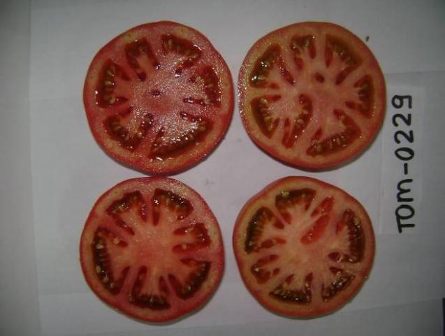 Determinate Round tomato 83-178 p2